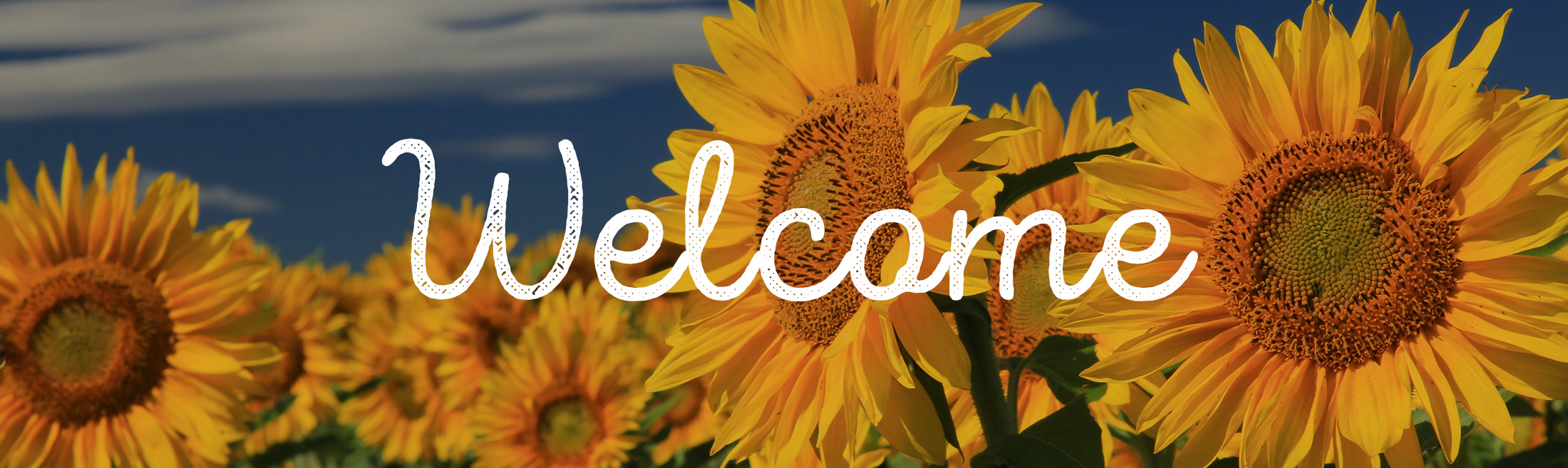 Welcome summer sunflowers