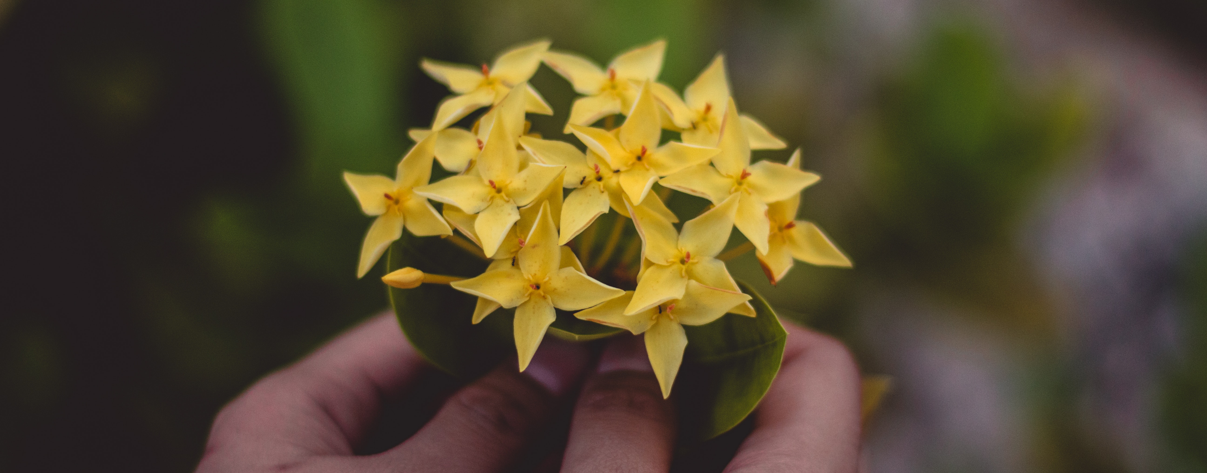 Hands holding a bundle of small yellow flowers